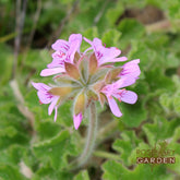 Organic  Rose Geranium  Hydrosol Rosemary Garden